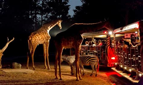 singapore zoo vs night safari